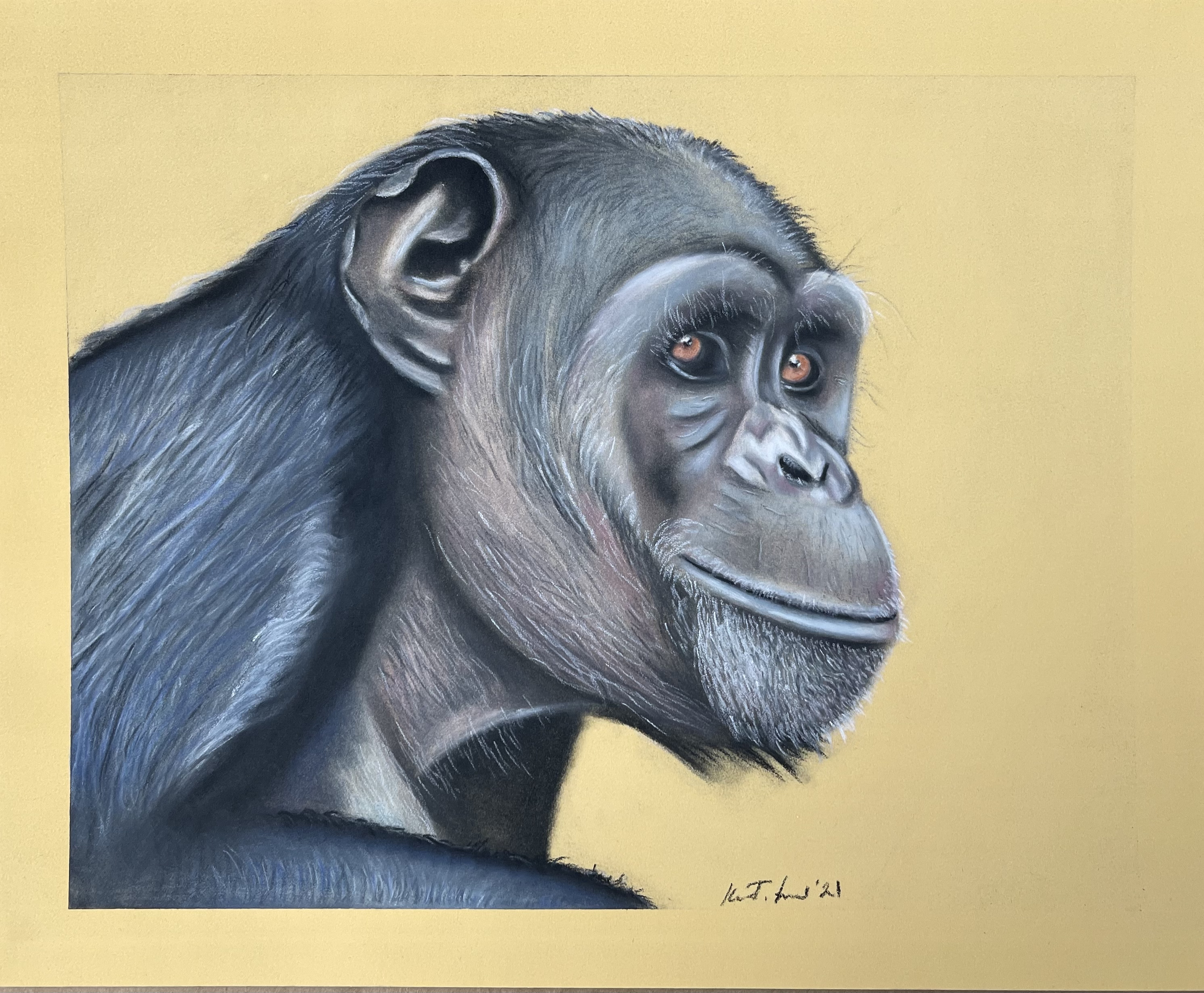 Chimp