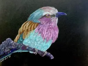 Lilac Breasted Roller