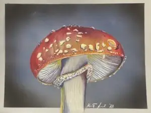 Amanita Muscaria - Red Cap Mushroom