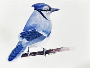 Blue Jay
