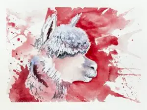 Carl the Alpaca