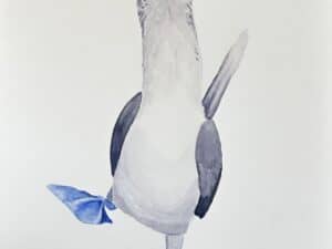 Blue Footed Booby
