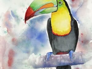 Toucan