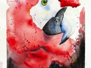 Macaw