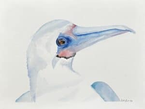 Red Footed Booby