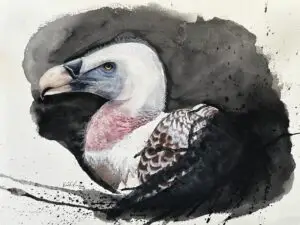 Vulture