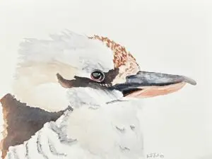 Kookaburra