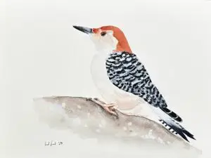 Red Bellied Woodpecker