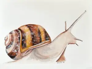 Snail