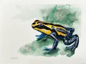 Dart Frog