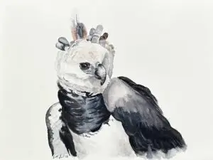 Harpy Eagle