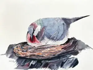 Bleeding Heart Dove