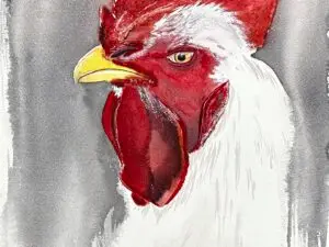 Rooster