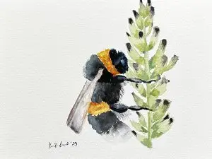 Lavender bumble bee