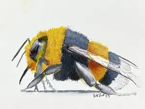 Yellow headed bumble bee