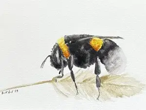 Wheat Bumble Bee