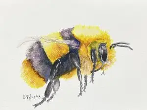 Bumble bee - fuzzy boy