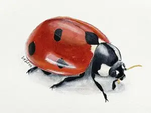 Lady bug