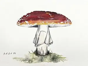 Mushroom - Amanita Muscaria