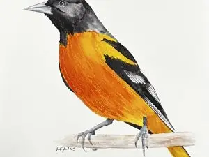 Oriole